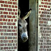 donkey at st algis