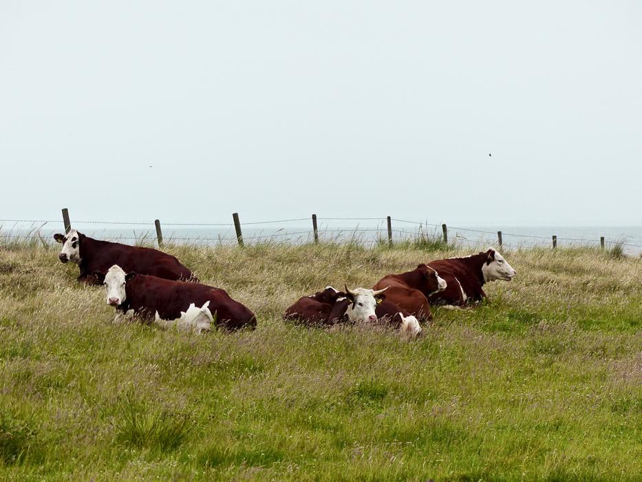 ameland-june-2021-cows-in-the-dunes