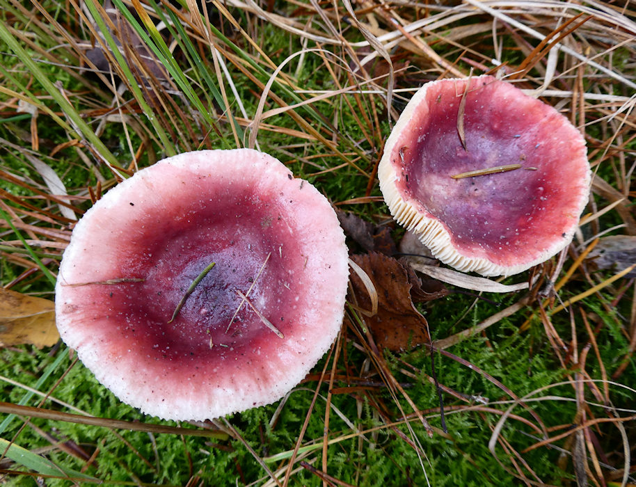 mushrooms / toadstools on the Den Treek estate - duivelsbrood