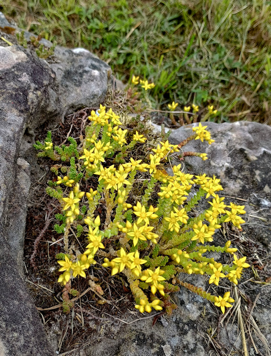 Sedum acre along the path
