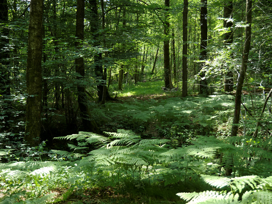 gendarme - where is the path?