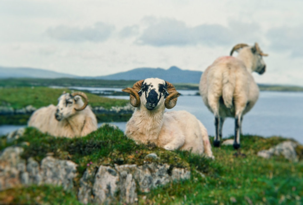 hebrides 1980 north-uist: highland sheep
