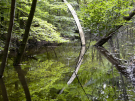 the discovery of the dutch hydrology woods 2008 - 12