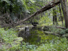 the discovery of the dutch hydrology woods 2008 - 13