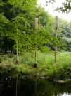 art in the dutch hydrology woods 2008 - 23