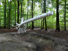art in the dutch hydrology woods 2008 - 05