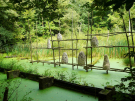 art in the dutch hydrology woods 2008 - 06