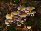 the discovery of the dutch hydrology woods 2008 - 07