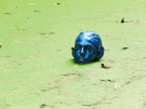 art in the dutch hydrology woods 2008 - 11