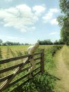 16-Art-on-Schokland-2019-Dichter-op-het-land-overhethek-3met-highlights