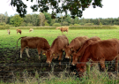 Loosdrecht Lakes Kromme Rade 4
