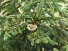 goldcrest in front of "us boppe"