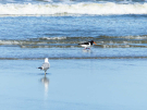 oyster catcher with seagull