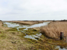 wetlands