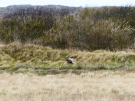hen harrier