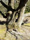 trees, oh trees