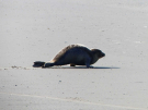 young seal