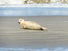 young seal