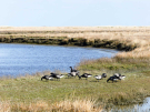 geese in the marshes