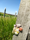 4-Art-on-Schokland-2019-Dichter-op-het-land-Haakwaterplanten-6