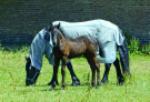 8-Art-on-Schokland-2019-Dichter-op-het-land-te-donker-3