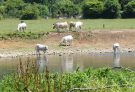 cows seeking refreshing