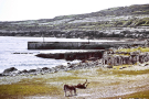 Ireland-1980-Inis-Meain-Inishmaan-All-quiet-at-the-harbour-again