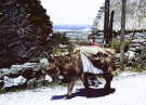 Ireland-1980-Life-on-Inis-Meain-Inishmaan-boy-with-donkey