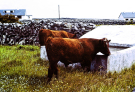 Ireland-1980-Life-on-Inis-Meain-Inishmaan-cows-drinking