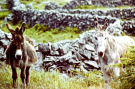 Ireland-1980-Life-on-Inis-Meain-Inishmaan-donkeys