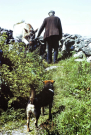 Ireland-1980-Life-on-Inis-Meain-Inishmaan-feeding-a-cow