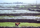 Ireland-1980-Life-on-Inis-Meain-Inishmaan-milking-a-cow