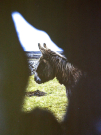 Ireland-1980-Life-on-Inis-Meain-Inishmaan-through-a-donkey-hole-clearly