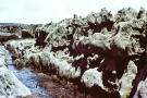 Ireland-1980-Stones-on-Inis-Meain-Inishmaan-barnacles-on-volcanic-structures-1