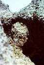 Ireland-1980-Stones-on-Inis-Meain-Inishmaan-barnacles-on-volcanic-structures-2