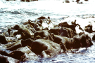 Ireland-1980-Stones-on-Inis-Meain-Inishmaan-barnacles-on-volcanic-structures-3
