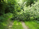 Cycling the old railway of Ponthieu - tree on the track