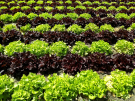 valloires abbey and garden - lettuce detail