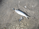 springtide on ameland - september 2022 - victim of the tides