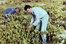 milos 1988 - around adamantas - arie picking retsina grapes