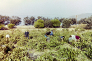 milos 1988 - around adamantas - retsina grapes harvest with help of tourists