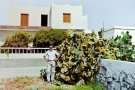 milos 1988 - around adamantas - house with prickly pear cactus