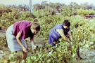 milos 1988 - around adamantas - rita picking retsina grapes with mother of nikos