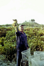 milos 1988 - around adamantas - father of nikos with retsina grapes