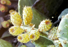 milos 1988 - around adamantas - prickly pears