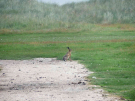 ameland-june-2021-a-hare-on-the-marshes