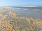 ameland-june-2021-a-never-seen-before-kind-of-sea-weed