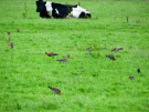 ameland-june-2021-black-tailed-godwits-gruttos-in-the-green-pastures