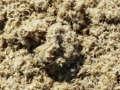ameland-june-2021-close-up-of-the-weird-sea-weed