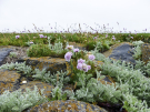 ameland-june-2021-flowers-on-the-old-dyke-of-the-marshes